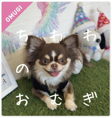 チワワのおむぎ