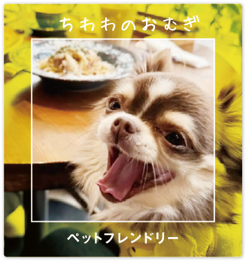 チワワのおむぎ