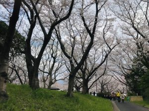 お散歩にぴったりな癒しスポット