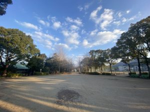 お散歩にぴったりな並木道