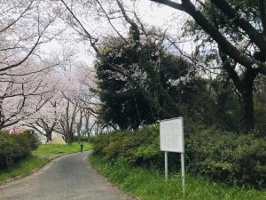 春、公園全体にある桜が満開になる頃はどっぷり浸れる花見スポット