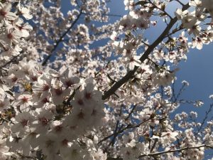 春には桜が咲き、ウグイスの鳴き声が聞こえ