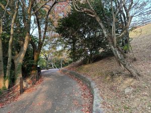 山の神池のほとりは季節の木々で癒しの時間