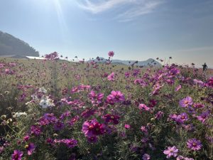 秋にはコスモスが楽しめる