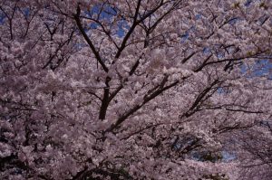 芝生の広場でお弁当を食べたり、園内を散策したり、思い思いの時間を過ごしてみませんか