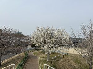 春には桜が咲き、お花見も楽しめる