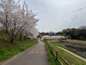 春は桜並木が見どころ