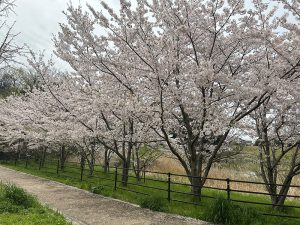 お花見シーズンにぴったり